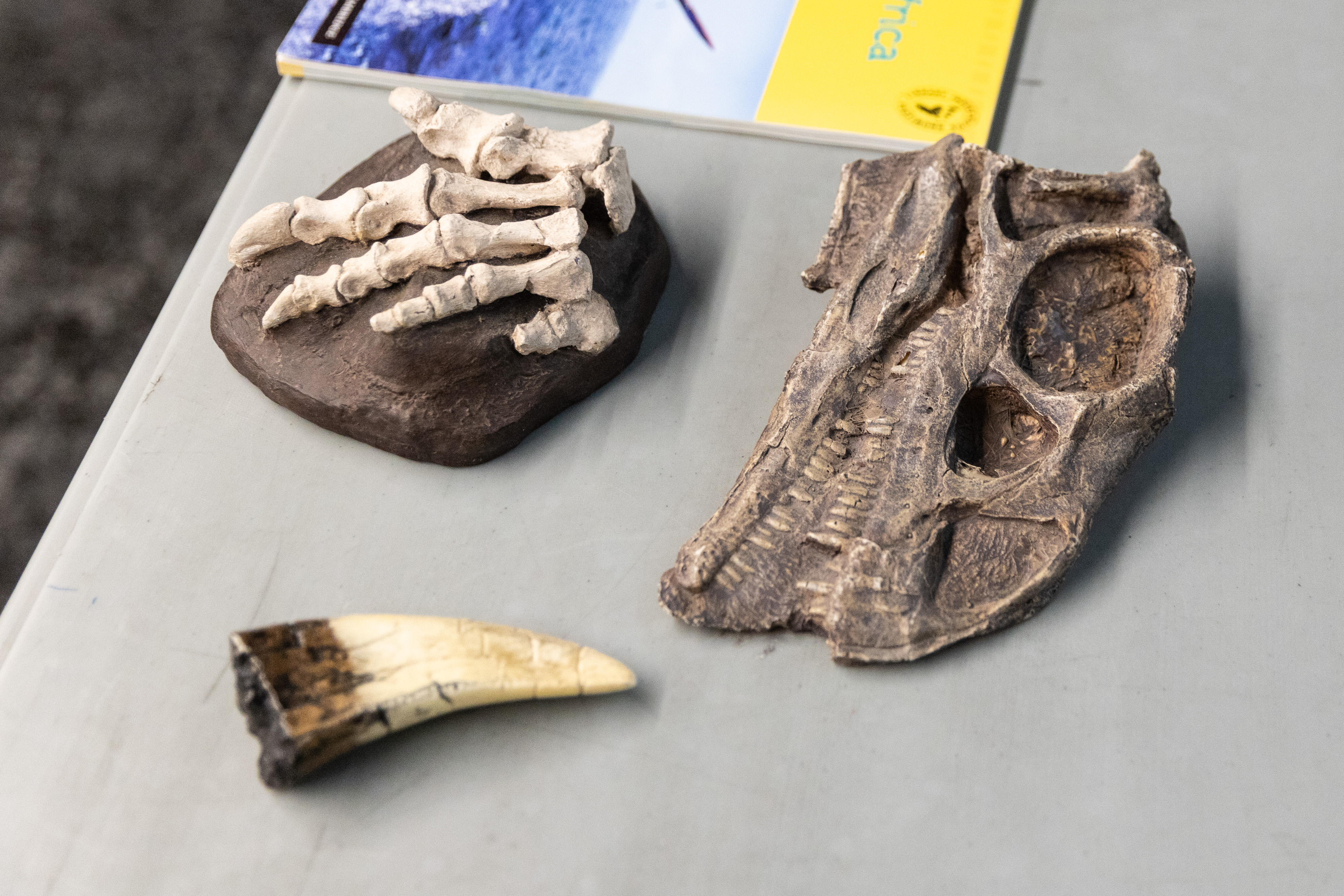 African Dinosaurs And The Sixth Mass Extinction GroundUp african-dinosaurs-and-the-sixth-mass-extinction-groundup